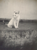 aug 36 onze poes Poeti